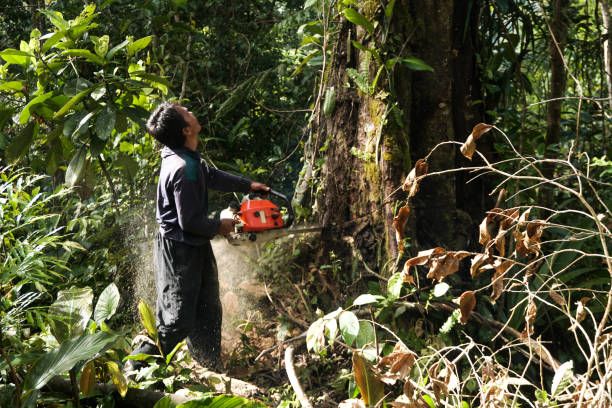 Best Emergency Tree Removal  in Esparto, CA