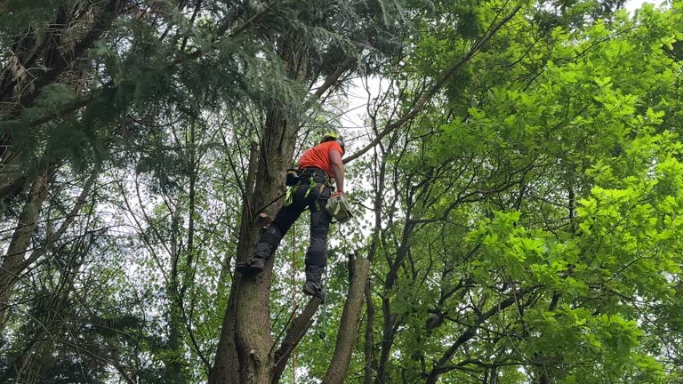 Tree and Shrub Care in Esparto, CA