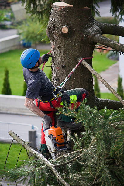 Best Tree Risk Assessment  in Esparto, CA