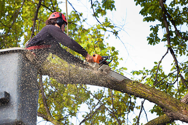 Best Storm Damage Tree Cleanup  in Esparto, CA